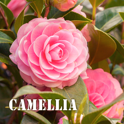 Camellia الموضوع ＋HOME