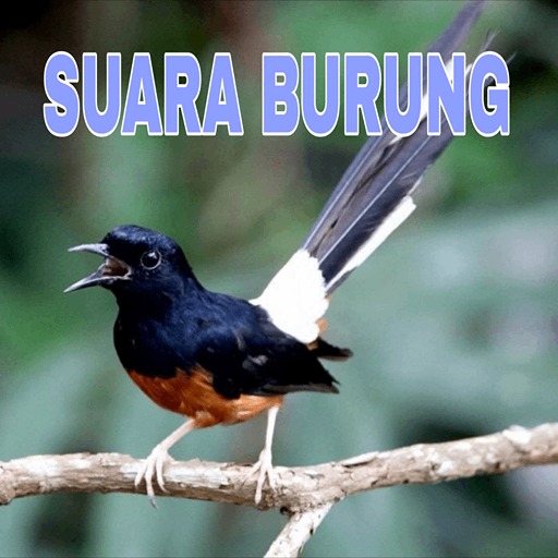 Audio Suara Burung