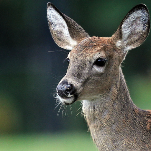 Sons d'appel de cerf