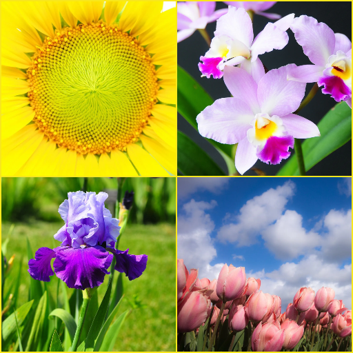 Iris, Orchid, Sunflower, Tulip