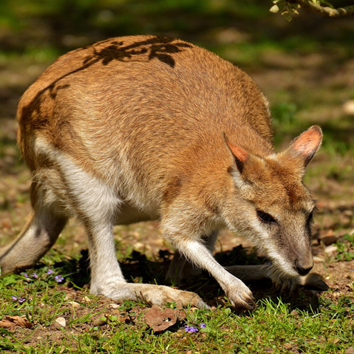 Kangaroo Haiwan Wallpaper.