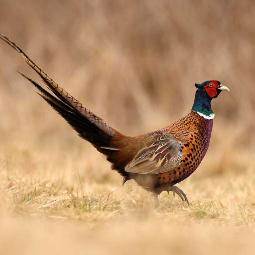 pheasant sounds