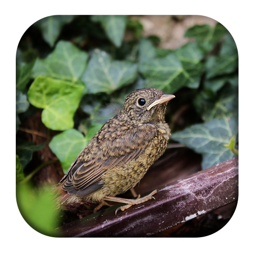 Nightingale Bird Sounds