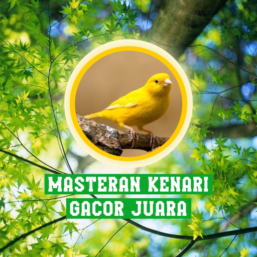 Masteran Kenari Gacor Juara