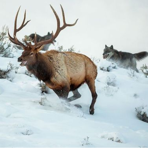 Deer Hunting-Permainan Berburu