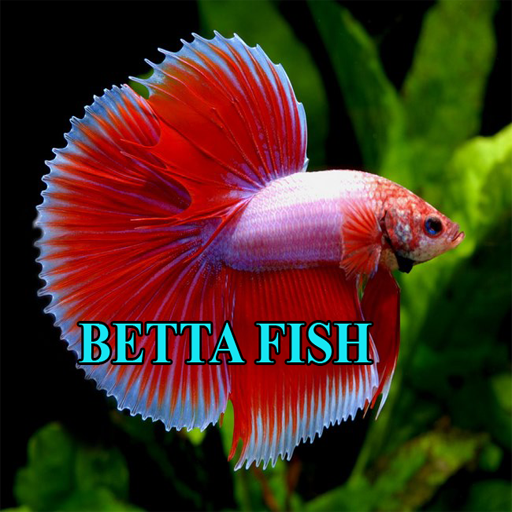 Betta Fish Gallery